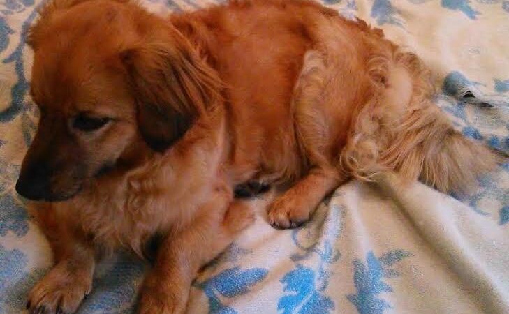 Globotinio pusryčiai: žmogaus išduota kalytė ieško namų