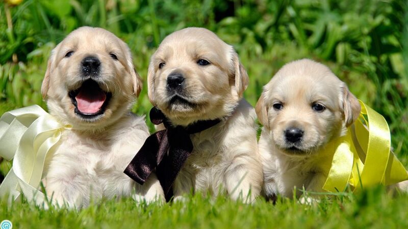 Talentų banke – naminių gyvūnų fotografė Gintarė