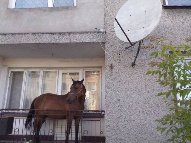 Linksma ekskursija po Rusijos realybę (VI dalis