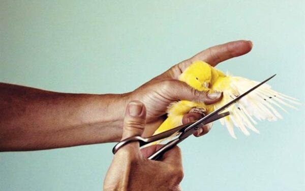 Nuotraukų žurnalas: griežtai nerekomenduojama silpnesnių nervų atstovams (foto)