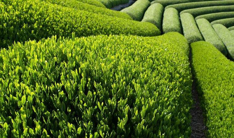 10 faktų apie arbatą