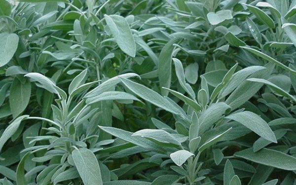 Moliūgų sriuba su šalavijais ir džiūvėsėliais