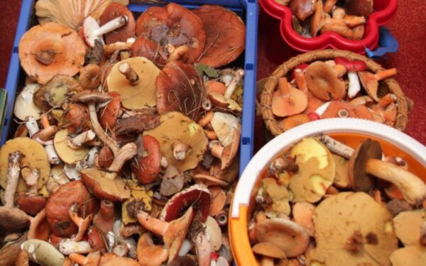 Pirmoji pagalba apsinuodijus grybais