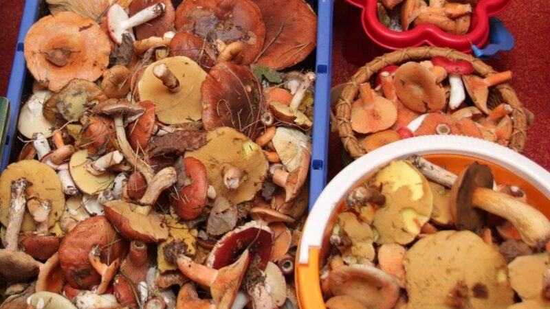 Pirmoji pagalba apsinuodijus grybais