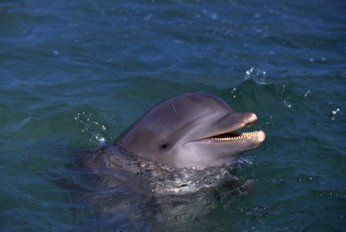 Delfinų medžioklė – barbarizmas ar tradicijų klausimas?