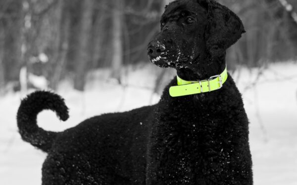 AbraKadabra – šuo, laisvu nuo darbo metu griaunantis mitus apie pudelius (interviu, foto)