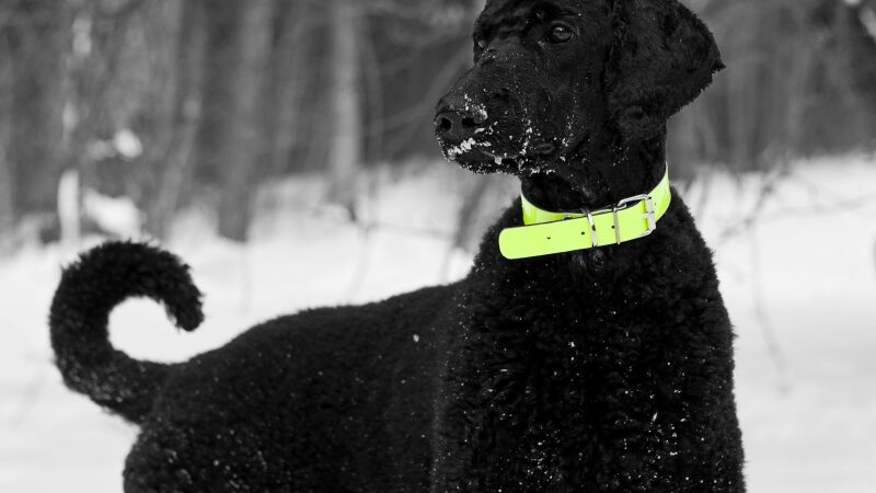 AbraKadabra – šuo, laisvu nuo darbo metu griaunantis mitus apie pudelius (interviu, foto)