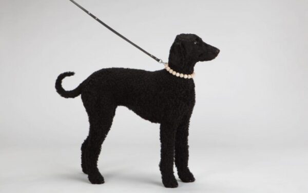 Pirmoji lietuvių kolekcija gyvūnams uždėjo antkaklius pasauliui (foto)