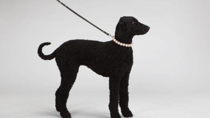 Pirmoji lietuvių kolekcija gyvūnams uždėjo antkaklius pasauliui (foto)