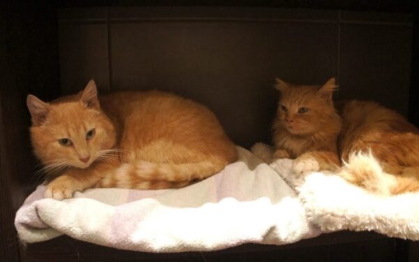 Globotinio pusryčiai: oranžiniai katinėliai Boni ir Klaidas ieško namų