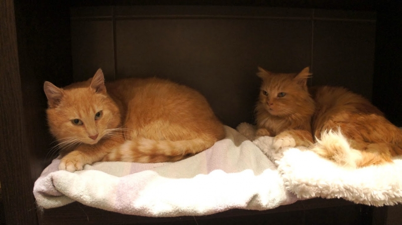 Globotinio pusryčiai: oranžiniai katinėliai Boni ir Klaidas ieško namų
