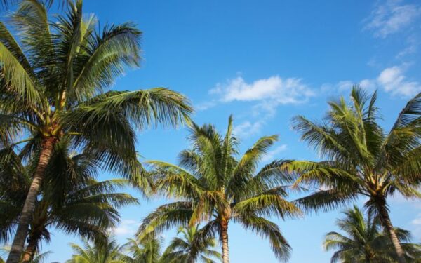 Makalius: Šilti kraštai žiemą – skrydžiai nuo 150 litų!