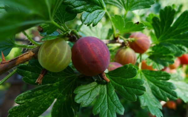 6 naudingiausi vidurvasario produktai