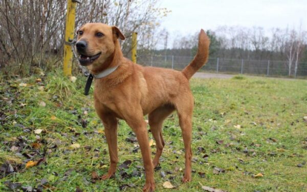 Globotinio pusryčiai: gracingoji Aktinija