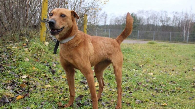 Globotinio pusryčiai: gracingoji Aktinija