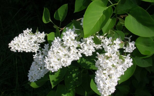 Laukia gaivesnė savaitė