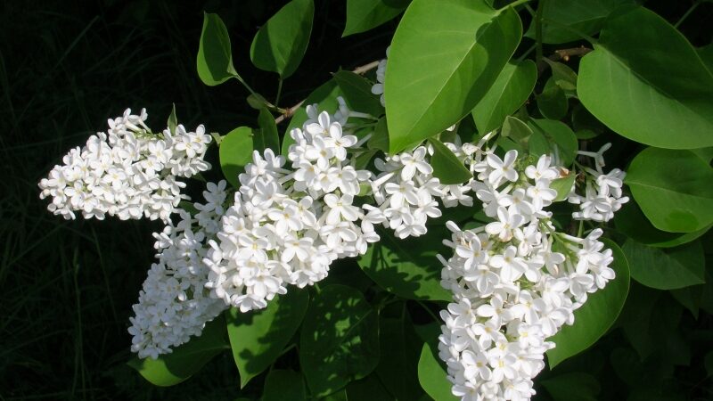 Laukia gaivesnė savaitė