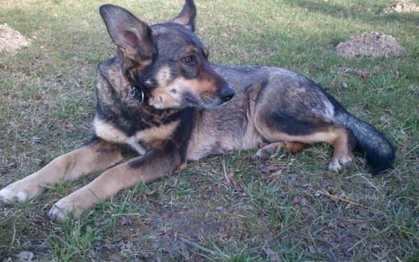 Globotinio pusryčiai: Gudruolė Amaja ieško savo žmogaus