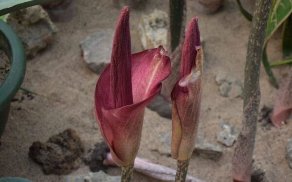 Botanikos sode žiedus skleidžia įspūdingi leopardiniai amorfofalai