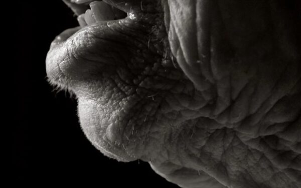 Iš arti: šimtamečių kūnai (foto)