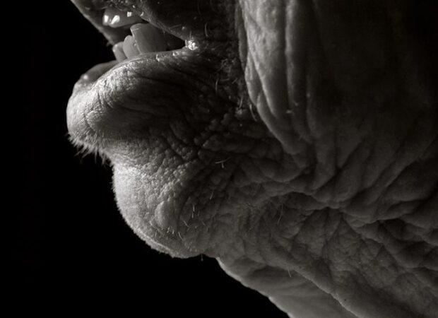 Iš arti: šimtamečių kūnai (foto)