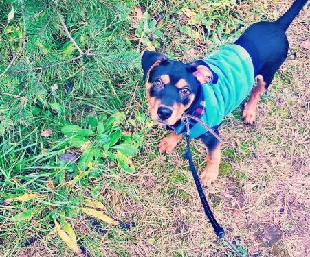 Globotinio pusryčiai: linksmuolis Arčis