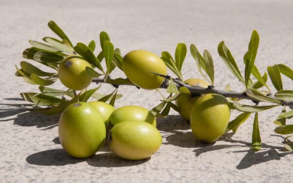 Grožio ir jaunystės paieškos gamtoje