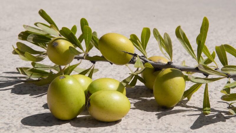 Grožio ir jaunystės paieškos gamtoje