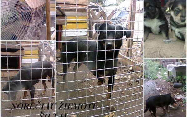 Globotinio pusryčiai: Arimų sodų nelaimėlė norėtų žiemoti šilčiau