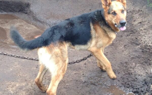 Globotinio pusryčiai: nuspalvink juodai baltą Ario gyvenimą ryškiomis spalvomis