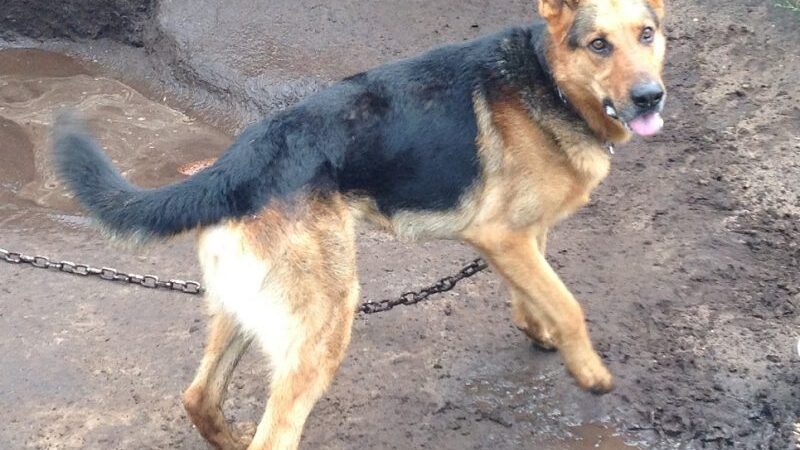 Globotinio pusryčiai: nuspalvink juodai baltą Ario gyvenimą ryškiomis spalvomis