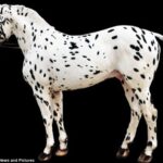 Naujausi DNR tyrimai: leopardinis arklys tikrai egzistavo!
