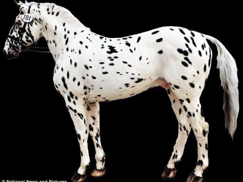 Naujausi DNR tyrimai: leopardinis arklys tikrai egzistavo!