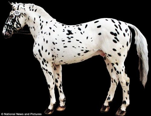 Naujausi DNR tyrimai: leopardinis arklys tikrai egzistavo!