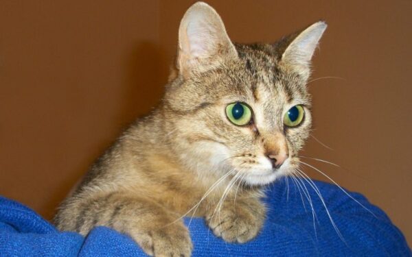 Globotinio pusryčiai: tobulo charakterio rainiukė Armita