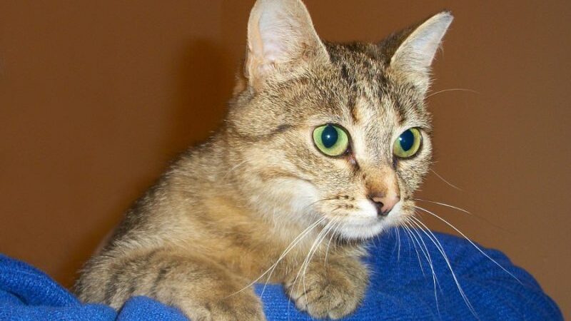 Globotinio pusryčiai: tobulo charakterio rainiukė Armita