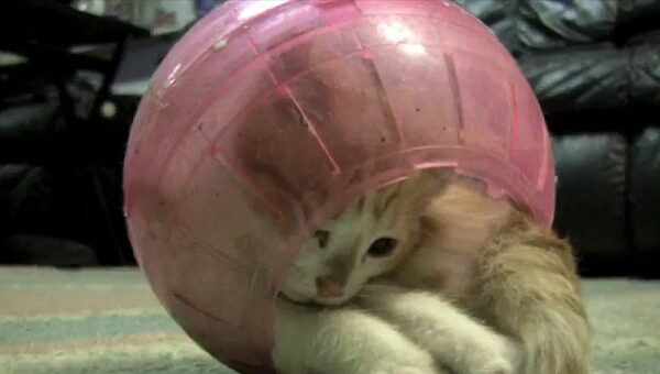 Video pusryčiai: Kaip kačiukas vadavosi iš spąstų