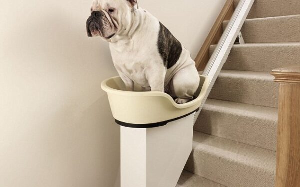 Šunų nutukimo problemoms „spręsti“ anglai išrado liftus