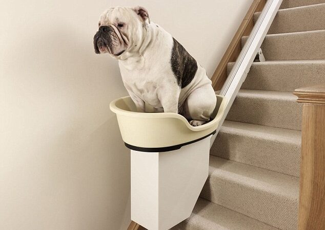 Šunų nutukimo problemoms „spręsti“ anglai išrado liftus