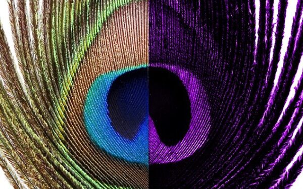 Kaip gyvūnai mato spalvas ir kodėl jūsų šuniui nereikia spalvoto kamuolio