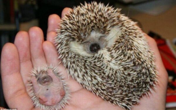 Gyvūnai pozuoja su savo jaunikliais (foto)