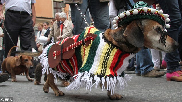 Lenkijoje – persirengusių taksų veislės šunų paradas (foto)