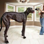 Šuo ar ponis? Pasaulio ūgio rekordininkas – Zeusas (foto)