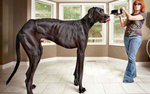 Šuo ar ponis? Pasaulio ūgio rekordininkas – Zeusas (foto)