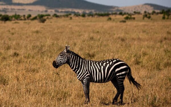 Baltas su juodais dryžiais ar juodas su baltais? Taškuotas!