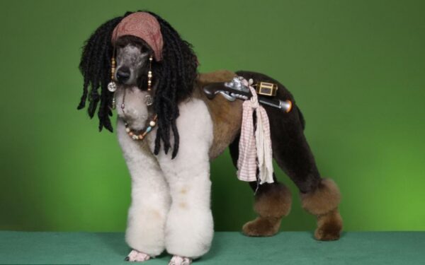 Šunų mados tendencijos (Foto)