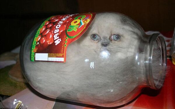 Vienintelė palaima katytei – gyventi stiklainyje (Foto)