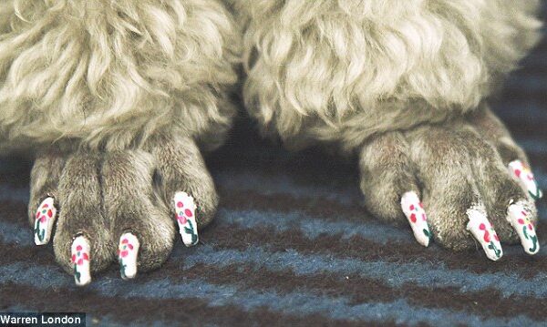 Nauja mada JAV – pedikiūras šunims (Foto)