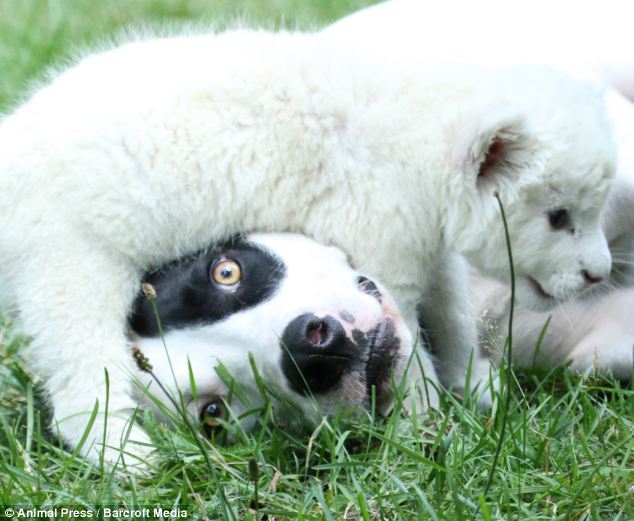 Nelaisvėje gimusį baltąjį liūtuką „įsivaikino“ šuo (Foto)