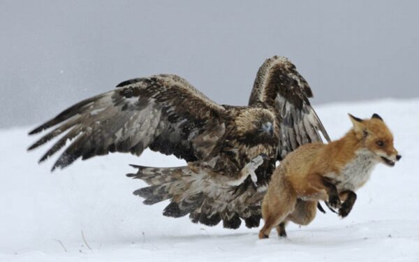 Žavingos ir šokiruojančios laukinės gamtos akimirkos (foto)